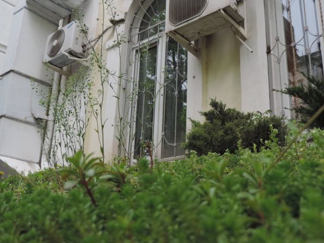 Сад на козырьке защитит дом от ливней  - фото 6