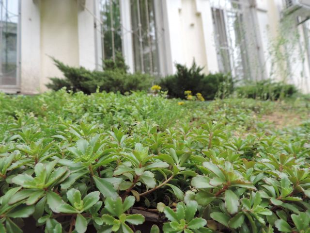 Сад на козырьке защитит дом от ливней  - фото 9