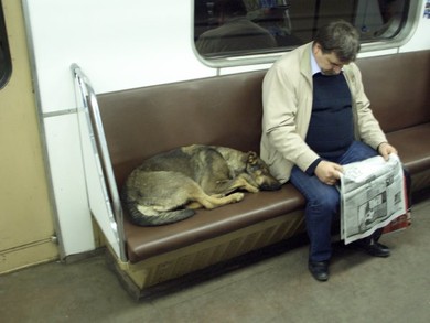  Daily Mail: Московские дворняги освоили метро для поездок по собачьим делам   - фото 3