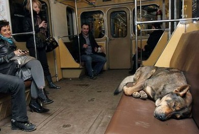  Daily Mail: Московские дворняги освоили метро для поездок по собачьим делам   - фото 4
