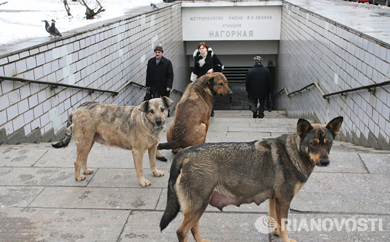  Daily Mail: Московские дворняги освоили метро для поездок по собачьим делам   - фото 7