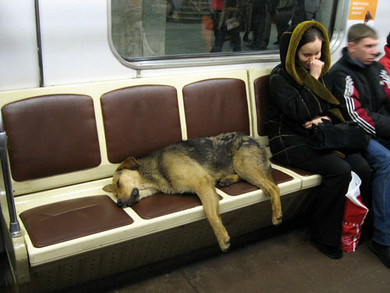  Daily Mail: Московские дворняги освоили метро для поездок по собачьим делам   - фото 5
