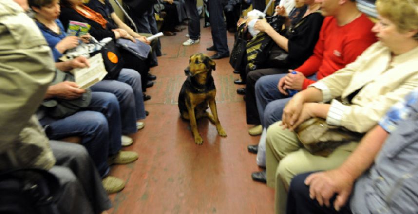  Daily Mail: Московские дворняги освоили метро для поездок по собачьим делам   - фото 1