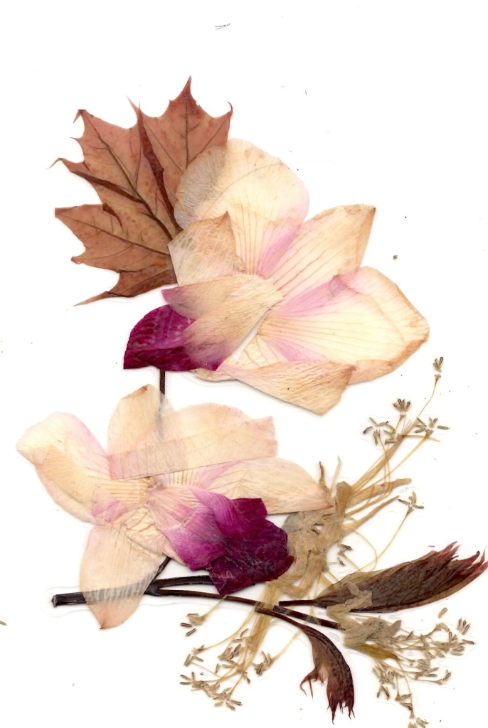  19 и 20 марта — открытки из орхидей, лекции, "Тропическая зима" в "Аптекарском огороде" - фото 1