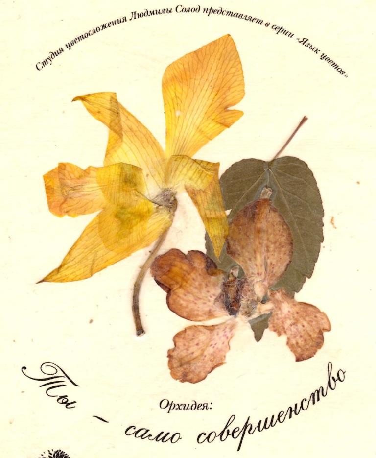  19 и 20 марта — открытки из орхидей, лекции, "Тропическая зима" в "Аптекарском огороде" - фото 3