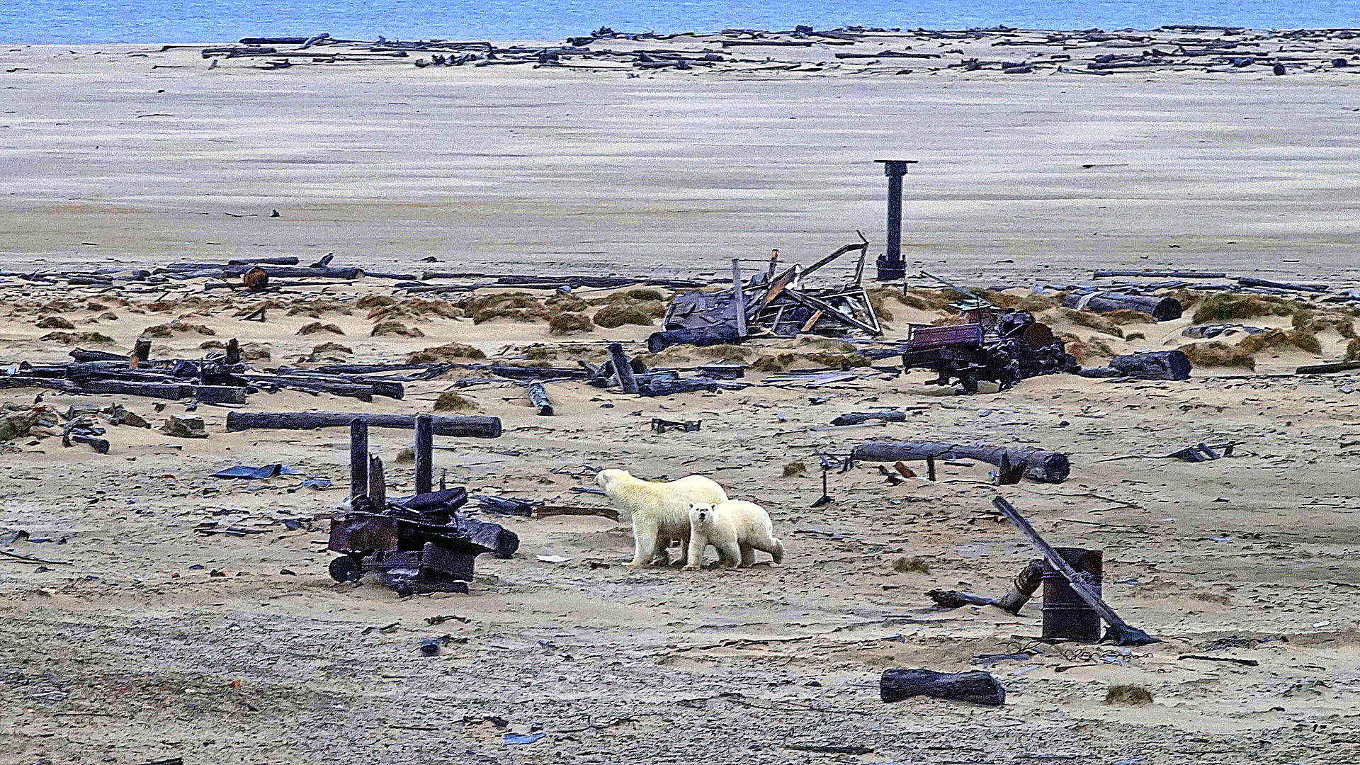 Как помочь белоснежной Арктике не покрыться черным пеплом от сжигания отходов? - фото 1
