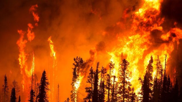 В Якутии горят промышленно не выгодные деревья, птицы, животные. Страдают люди - фото 1