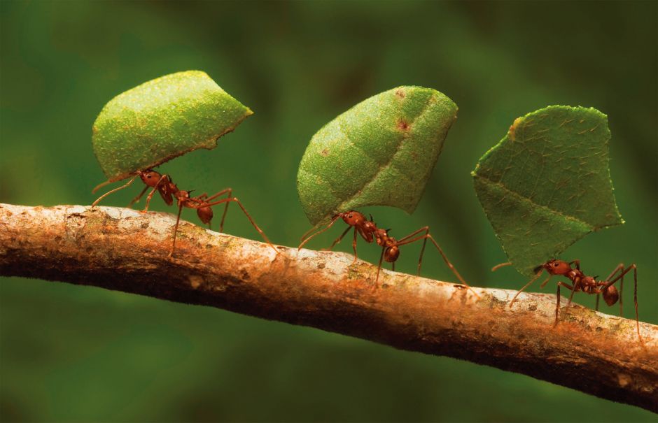 Окна в мир Василия Климова. Симбиоз муравьев и бактерий - фото 1