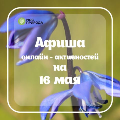 ЭКОзанятия в онлайн-формате: Мосприрода на 16 мая подготовила программу онлайн-мероприятий - фото 1