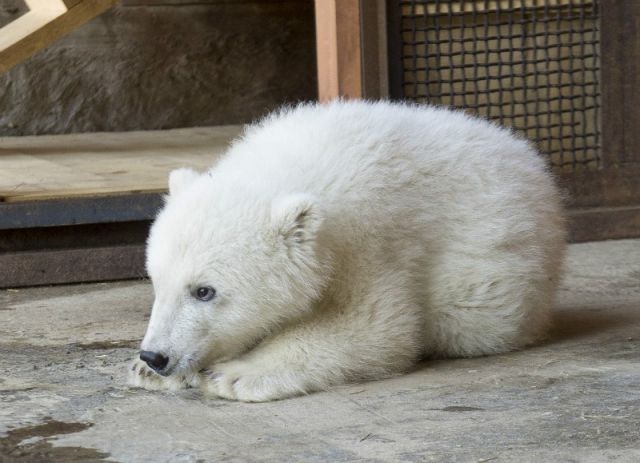 WWF предложил сделать склад моржатины для медвежат-сирот - фото 2