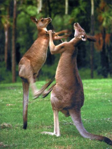 Экологи дали разъяснения по поводу опасности кенгуру - фото 2