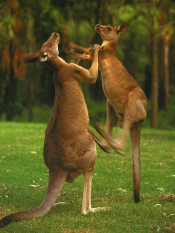 Экологи дали разъяснения по поводу опасности кенгуру - фото 1