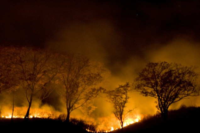 Пожары в 2020 году вновь станут одной из главных угроз для дикой природы - фото 1