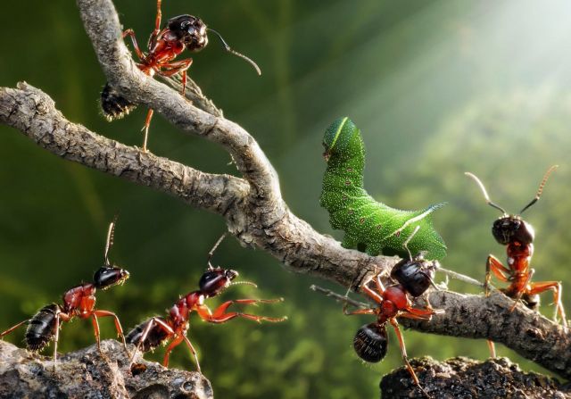 Мясные муравьи и гусеницы. О них расскажет путешественник и писатель Василий Климов - фото 1