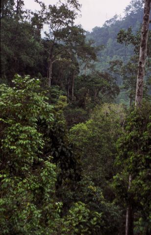  Василий Климов в своем "Окне в мир" расскажет о Синхараджи - древнем лесе на Шри Ланке - фото 26