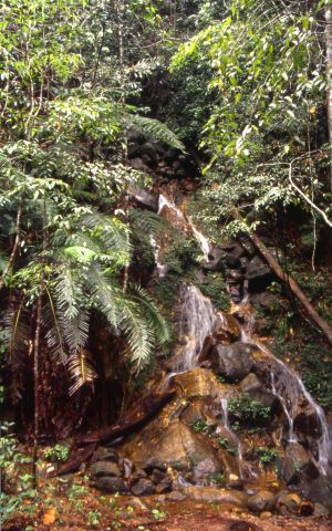  Василий Климов в своем "Окне в мир" расскажет о Синхараджи - древнем лесе на Шри Ланке - фото 24