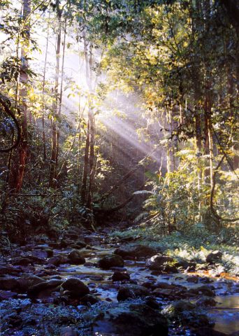  Василий Климов в своем "Окне в мир" расскажет о Синхараджи - древнем лесе на Шри Ланке - фото 25