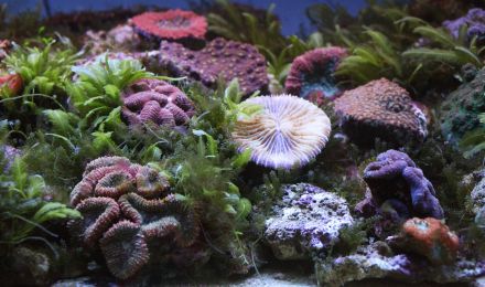 Кораллы и водоросли. Что о них расскажет Василий Климов? - фото 12