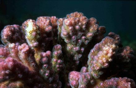 Кораллы и водоросли. Что о них расскажет Василий Климов? - фото 2
