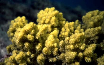 Кораллы и водоросли. Что о них расскажет Василий Климов? - фото 1
