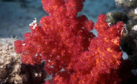 Кораллы и водоросли. Что о них расскажет Василий Климов? - фото 4