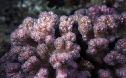 Кораллы и водоросли. Что о них расскажет Василий Климов? - фото 3