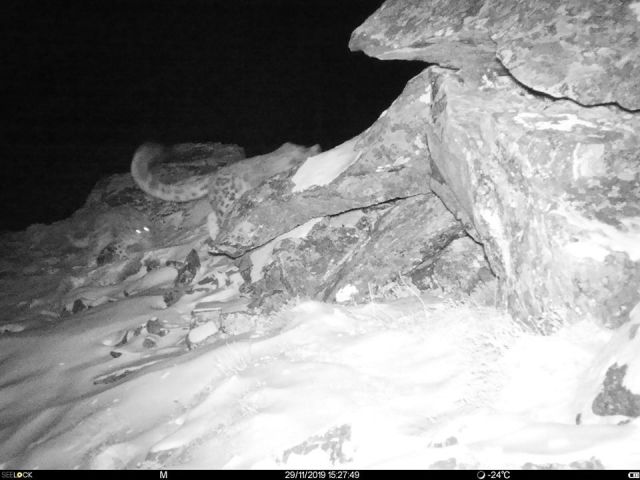 Пропавшая самка снежного барса вернулась с котенком - фото 1