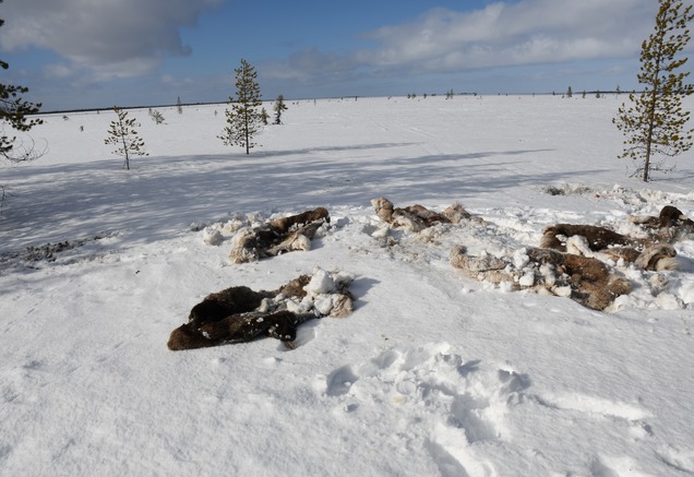 Дикий северный олень в НАО исчезает по вине браконьеров - фото 3