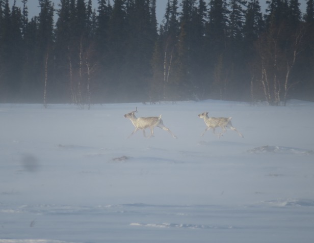 Дикий северный олень в НАО исчезает по вине браконьеров - фото 2