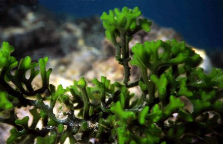 Кораллы и водоросли. Что о них расскажет Василий Климов? - фото 6