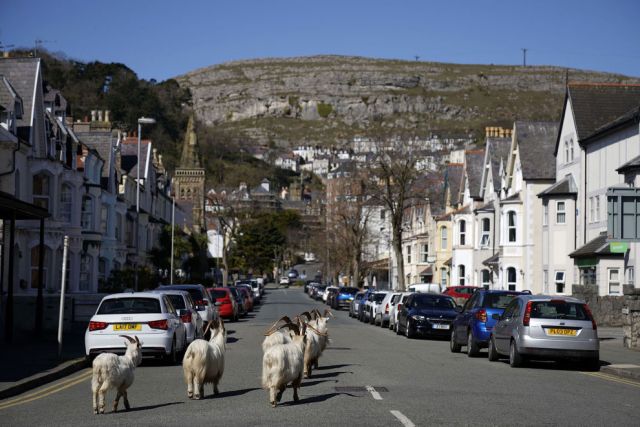 Минутка позитива: нашествие горных коз в уэльском городке - фото 1