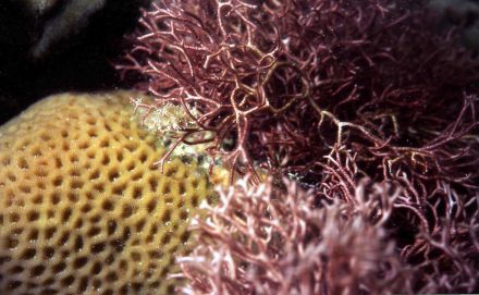 Кораллы и водоросли. Что о них расскажет Василий Климов? - фото 7