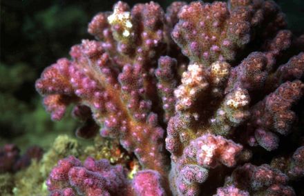 Кораллы и водоросли. Что о них расскажет Василий Климов? - фото 10