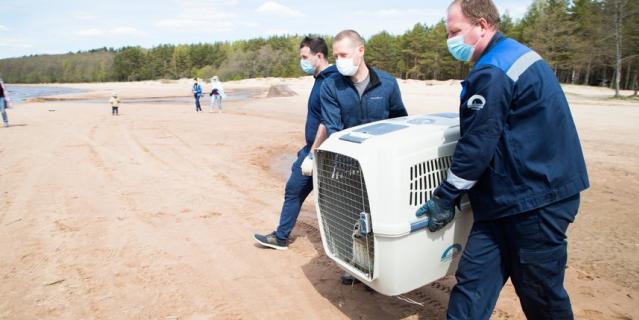 Троих тюленей выпустили в Финский залив. Они были непростыми пациентами: фото - фото 2