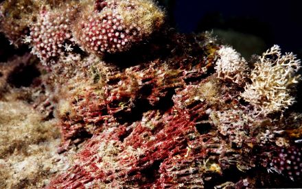 Кораллы и водоросли. Что о них расскажет Василий Климов? - фото 9