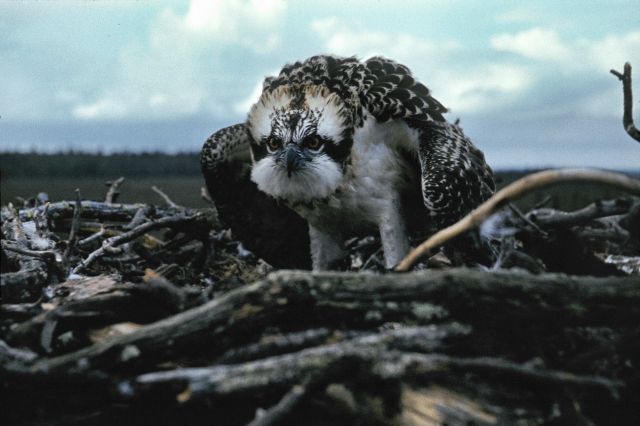WWF запустил уникальную для России карту местообитаний редких видов птиц - фото 4