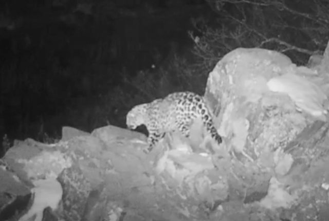 Впервые в истории изучения дальневосточный леопард зафиксирован на фотоловушки за Транссибом - фото 2