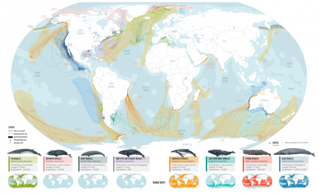 WWF: Берингов пролив необходимо сделать безопасным для китов и людей - фото 2