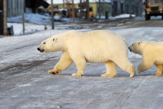 WWF России предоставил он-лайн адвент-календарь в защиту белого медведя - фото 5