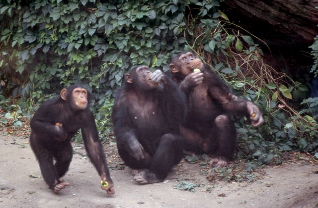 Василий Климов и его окно в природу. Сегодня в нем наши родичи- шимпанзе - фото 12