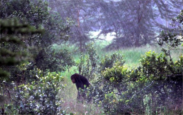 Василий Климов и его окно в природу. Сегодня в нем наши родичи- шимпанзе - фото 13