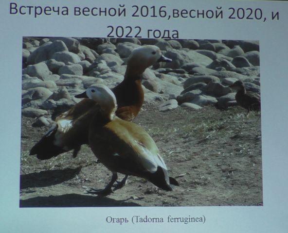 "Птицы Подольска" - тема исследования Даниила Давыдова - фото 9