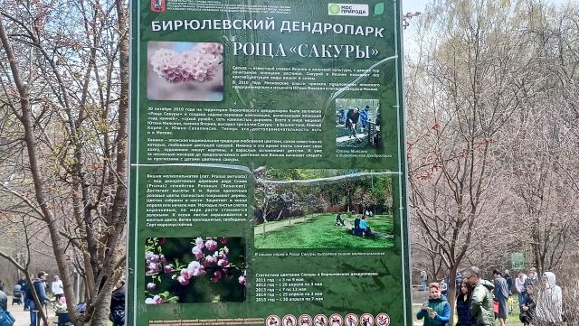 Сакура 2022. Бирюлевский дендропарк. Праздник цветения - фото 2