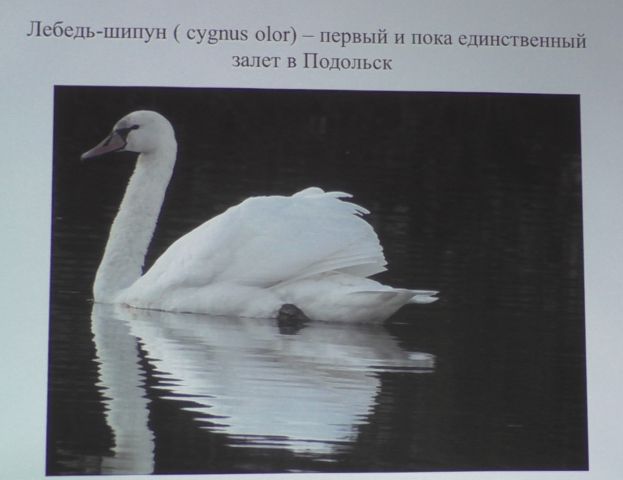 "Птицы Подольска" - тема исследования Даниила Давыдова - фото 7