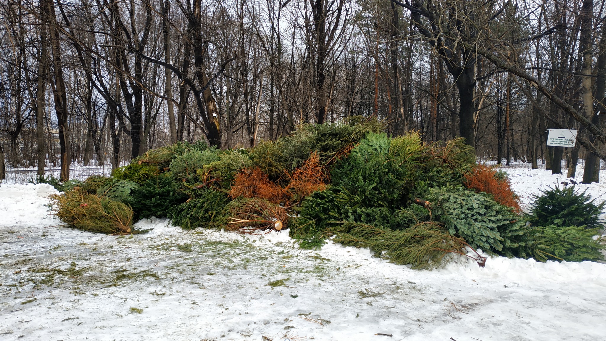 Елка к елке, иголка к иголке: новогодние деревья начали перерабатывать в щепу - фото 3