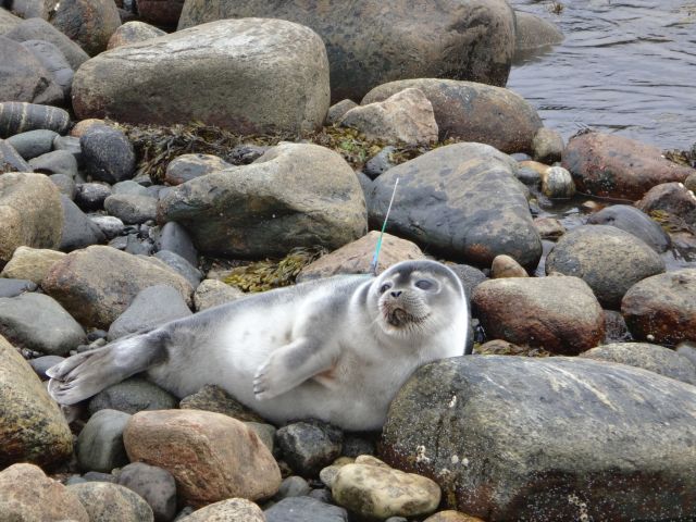 Тюлени в «Онежском Поморье» чувствуют себя спокойно - фото 3