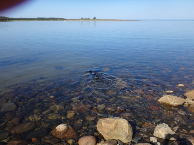 Тюлени в «Онежском Поморье» чувствуют себя спокойно - фото 2