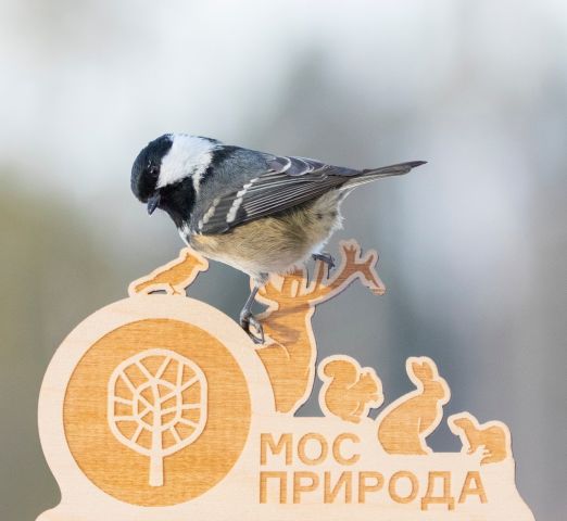 Пернатый аудиогид: Мосприрода запускает новый проект по определению видов птиц по голосам - фото 1
