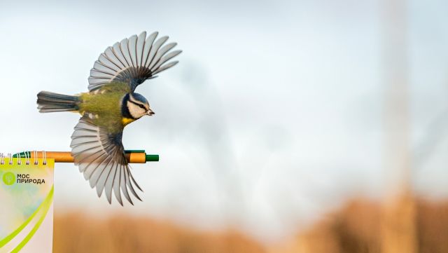 Пернатый аудиогид: Мосприрода запускает новый проект по определению видов птиц по голосам - фото 2