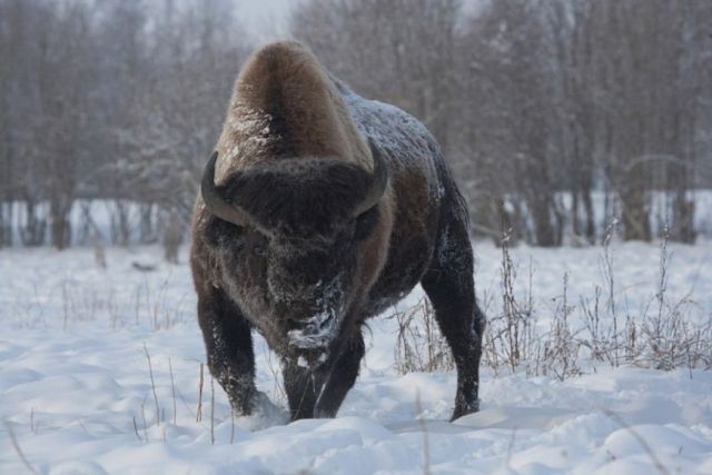 «Бизон — зверек русский»: репортаж из уникального бизонария в Якутии  - фото 5